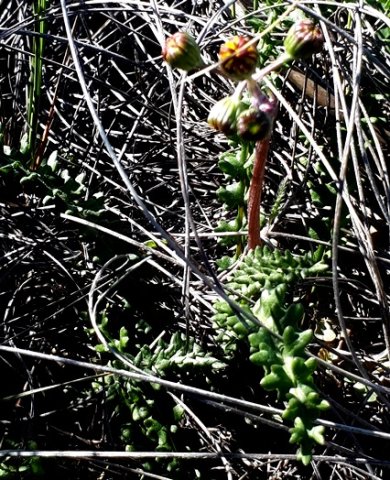 Senecio spiraeifolius