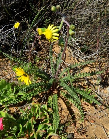 Senecio spiraeifolius plant