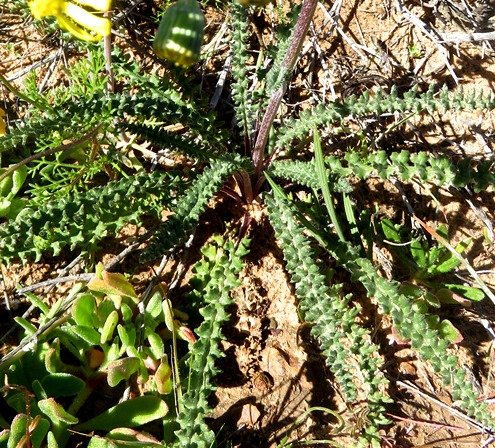 Senecio spiraeifolius leaf tuft on the ground