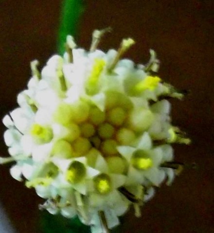 Senecio triqueter