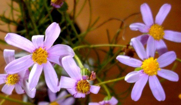 Senecio umbellatus