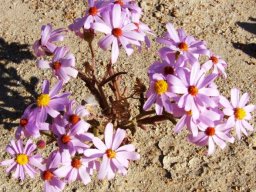 Senecio elegans at Kleinzee