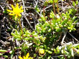 Senecio abbreviatus