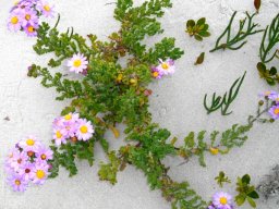 Senecio arenarius, the hongerblom