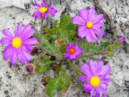 Senecio arenarius