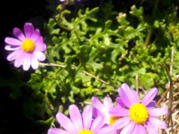 Senecio arenarius