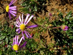 Senecio arenarius flowerheads