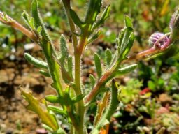 Senecio arenarius leaves