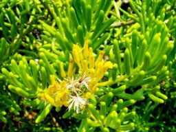 Senecio barbertonicus flowering