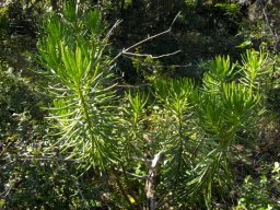 Senecio barbertonicus