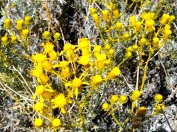 Senecio cinerascens