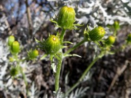 Senecio cinerascens buds