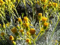 Senecio
