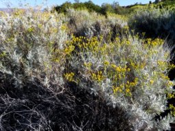 Senecio cinerascens spreading shrubs