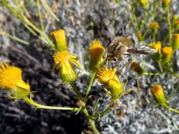 Senecio cinerascens pollinator