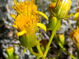 Senecio cinerascens flowerheads