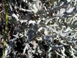 Senecio cinerascens green peduncle, grey leaves