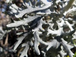 Senecio cinerascens leaf lobes