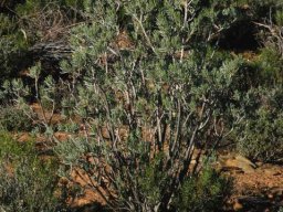 Senecio cotyledonis