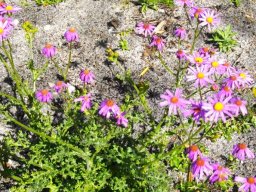 Senecio elegans
