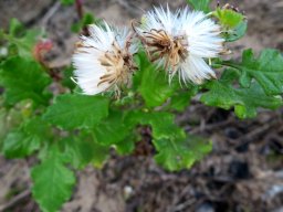 Senecio elegans fruit pappus bristles