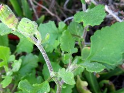 Senecio elegans buds