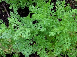 Senecio elegans leaves