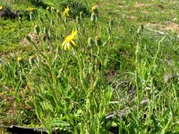 Senecio erosus