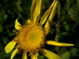 Senecio erosus flowerhead