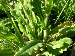 Senecio erosus stem base
