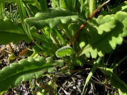 Senecio erosus leaves