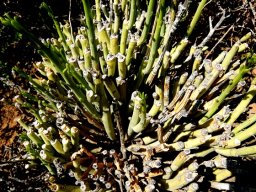 Senecio junceus surviving the browser feast