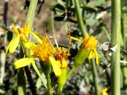 Senecio junceus flowerheads