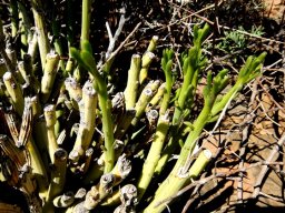 Senecio junceus stem-tip growth