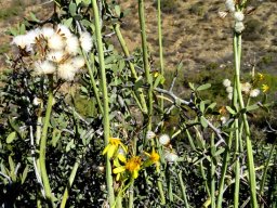 Senecio junceus