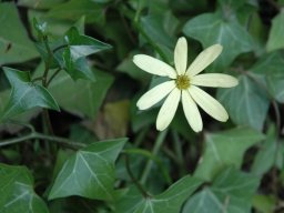 Senecio macroglossus flower