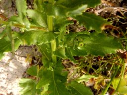 Senecio maritimus leaves