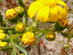 Senecio maritimus buds bearing dots 