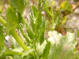 Senecio maritimus lower leaf surface