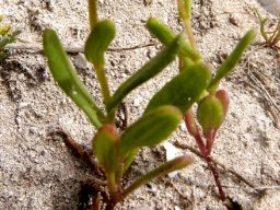 Senecio maritimus leaves of a young plant