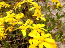 Senecio maritimus
