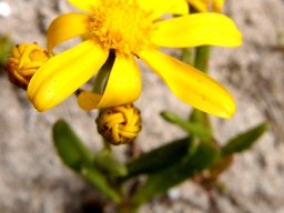 Senecio maritimus flowerhead