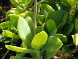 Senecio muirii leaves