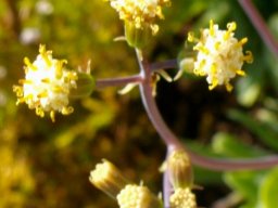Senecio muirii flowers and buds