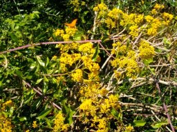 Senecio pleistocephalus and butterfly