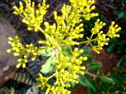 Senecio pleistocephalus ready for full bloom