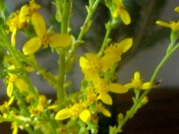 Senecio pubigerus 
