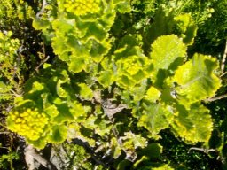 Senecio rigidus leaves and buds