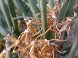 Senecio sarcoides dry flowerhead husks