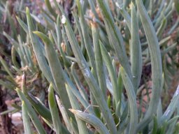 Senecio sarcoides leaves